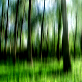 Der Wald/10092466